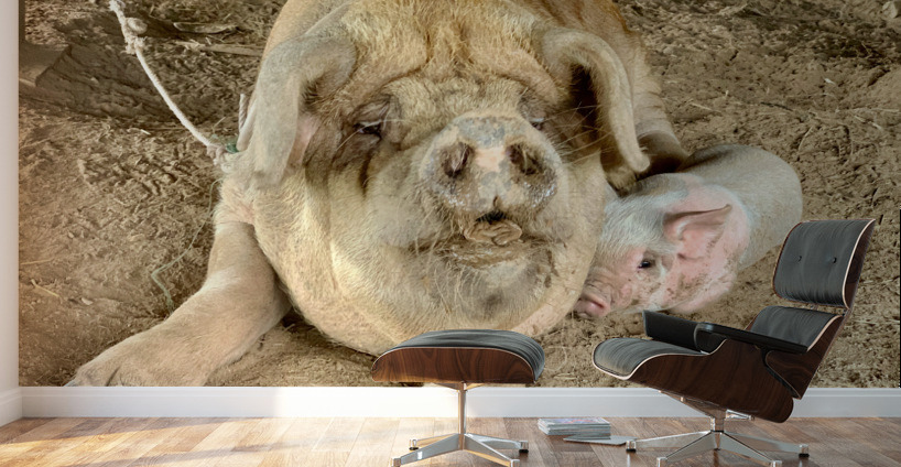 Hello Piggy Wall Murals