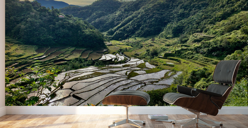 Nice Watery Rice Fields Wall Murals