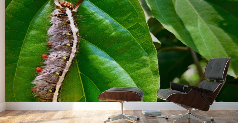 Caterpillar on a Leaf Wall Murals