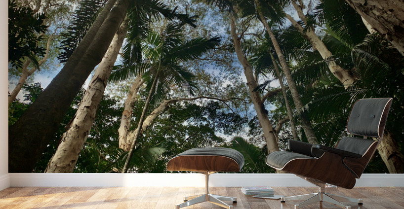 Look Up at the Trees Wall Murals