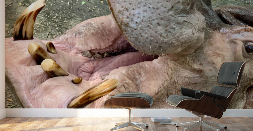 Hippos Teeth Wall Murals