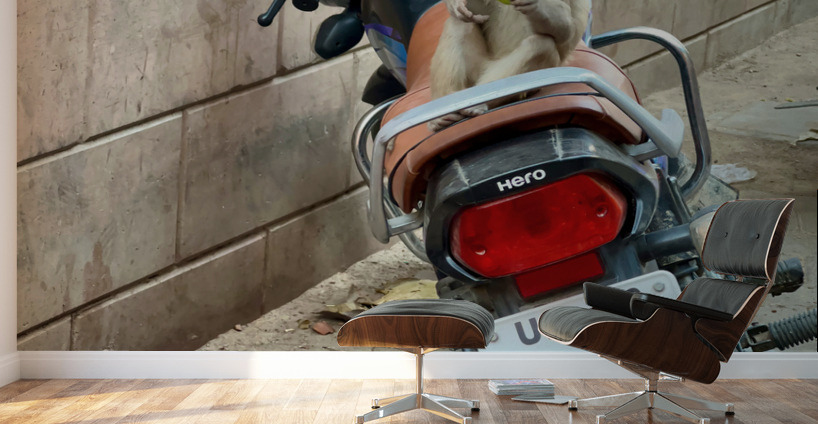 Snack Rider Wall Murals