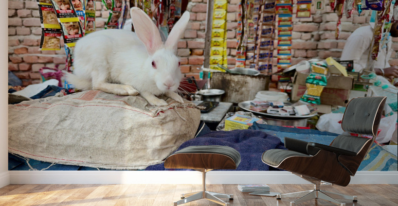 Rabit Magic Wall Murals