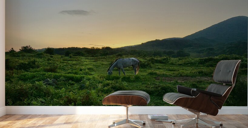A Horse at Sunrise Jeju South Korea Wall Murals