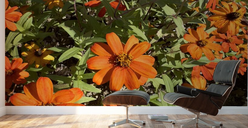 Orange Flowers Seoul South Korea Wall Murals