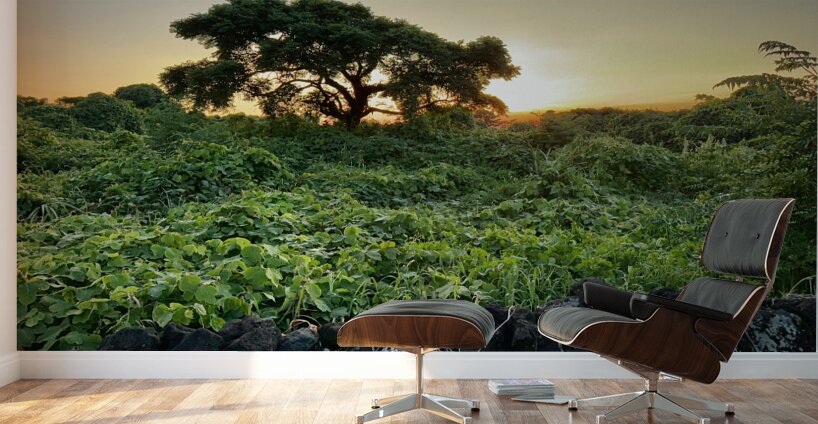 The Sunset Behind Jeju South Korea Wall Murals