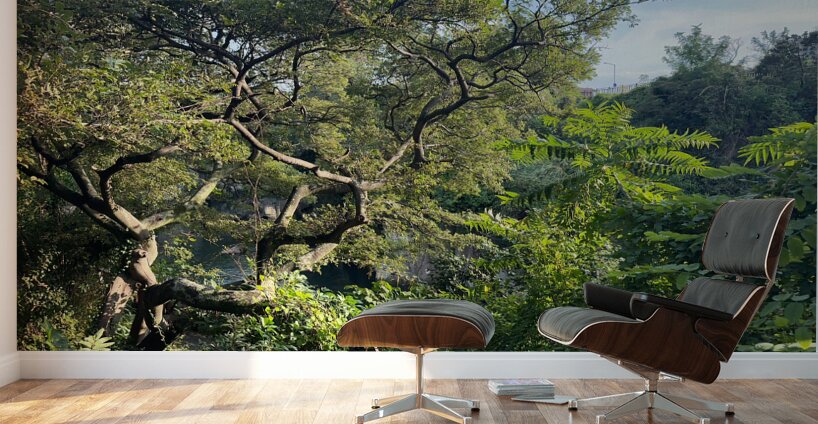 Around Jeju City South Korea 8 Wall Murals