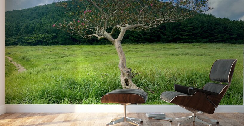 The Tree Jeju South Korea Wall Murals