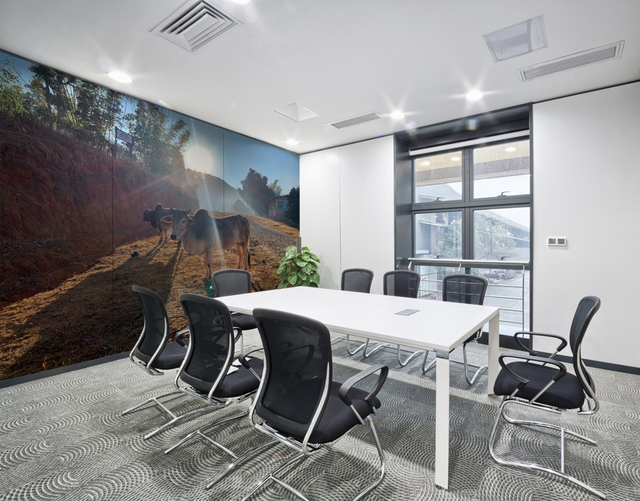 Cows in the Sun Wall Printing