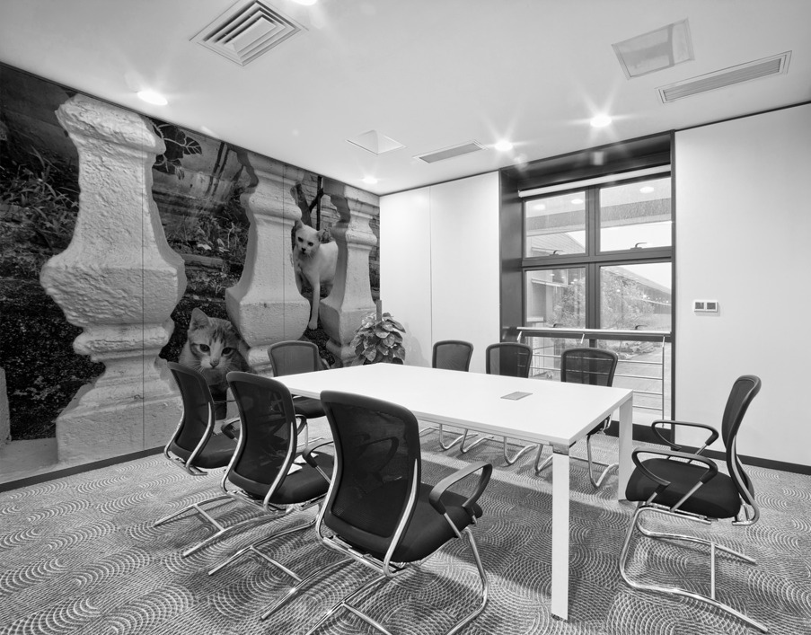 BW Cats Peaking Through Wall Printing