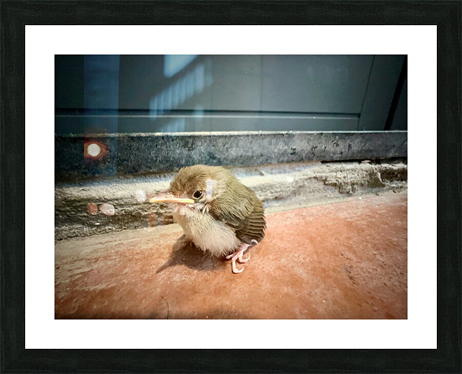 Birdie Picture Frame print
