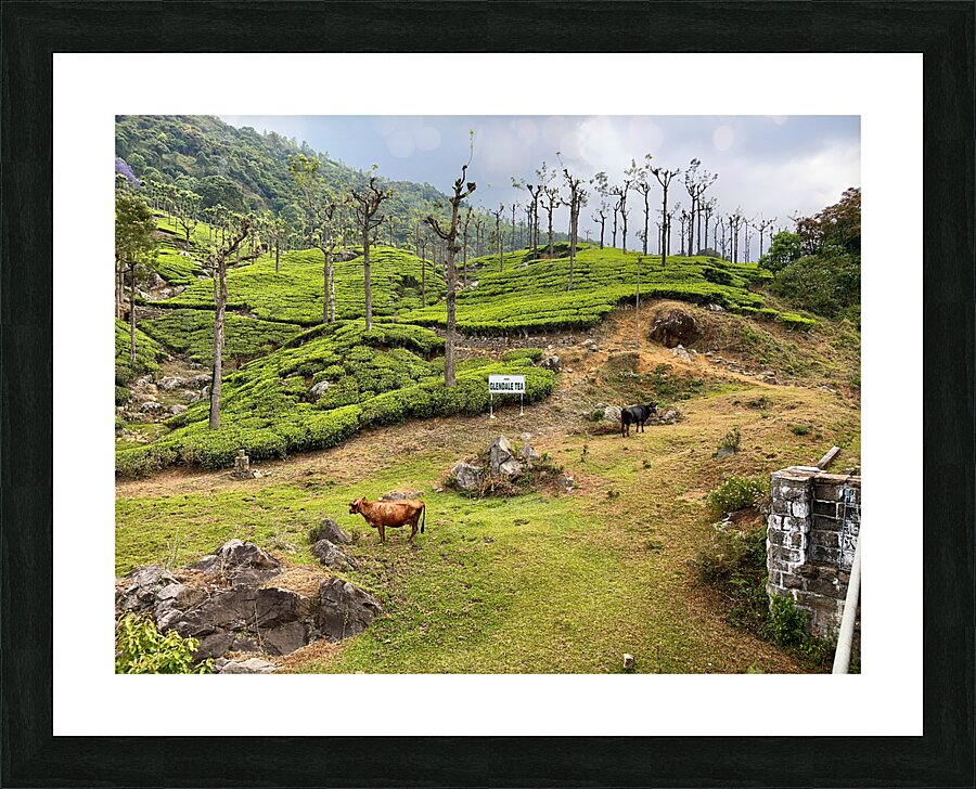 Toy Train Tea Plantations Picture Frame print