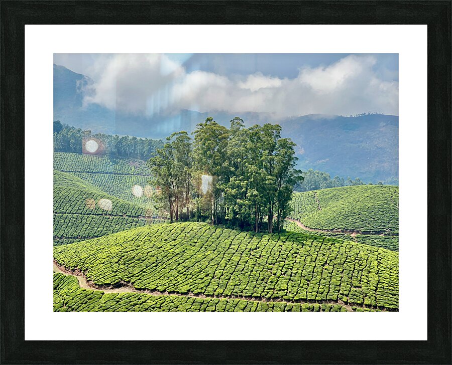 Trees Through the Tea Picture Frame print