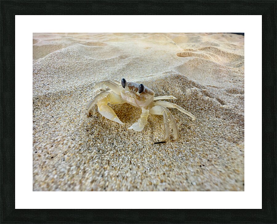 Crab on the Beach 2 Picture Frame print