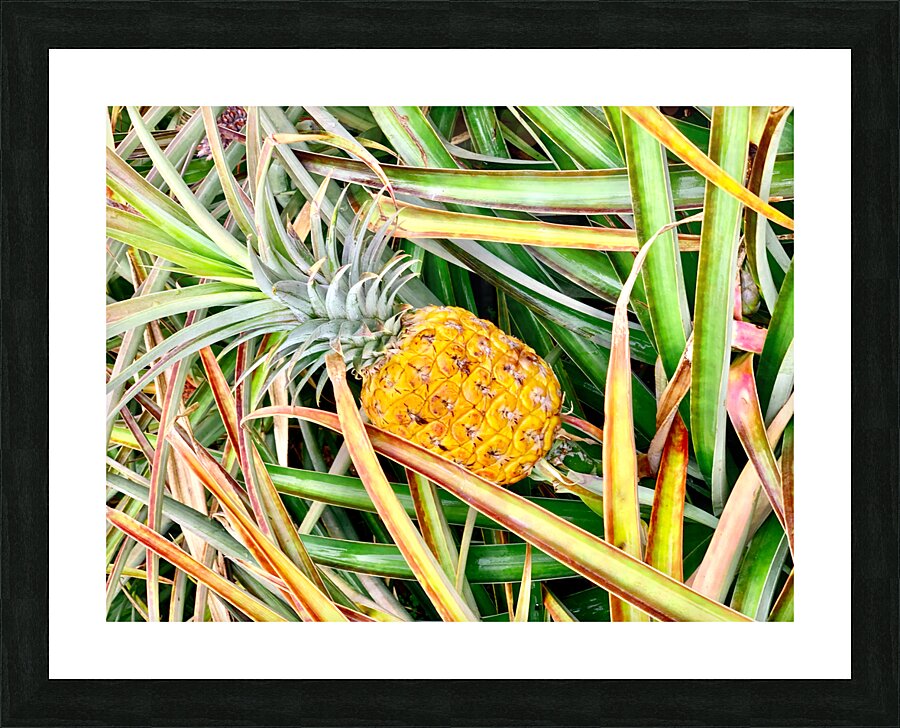 Pineapple Growing Picture Frame print