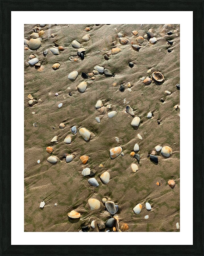 Seashells in the Sand Picture Frame print