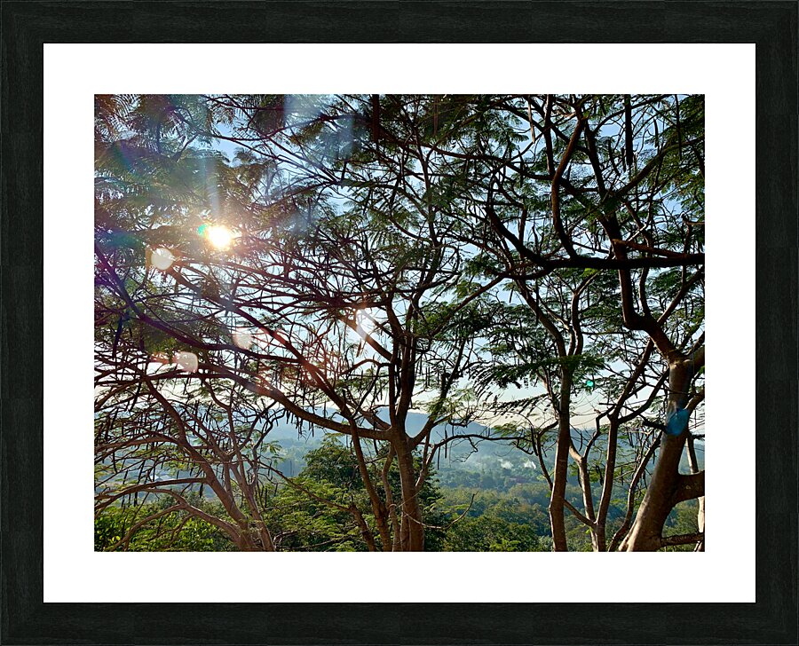 Sun Through the Tree Picture Frame print