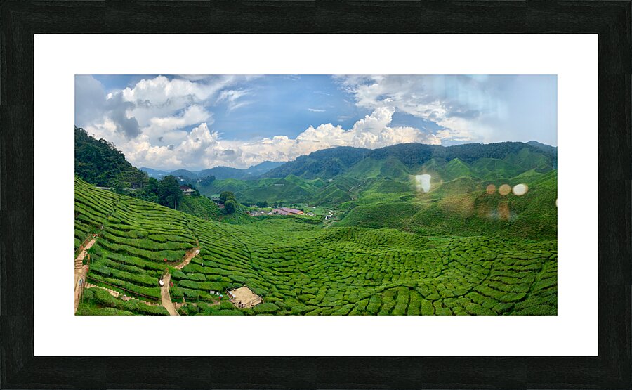 Tea Plantations 8 Picture Frame print