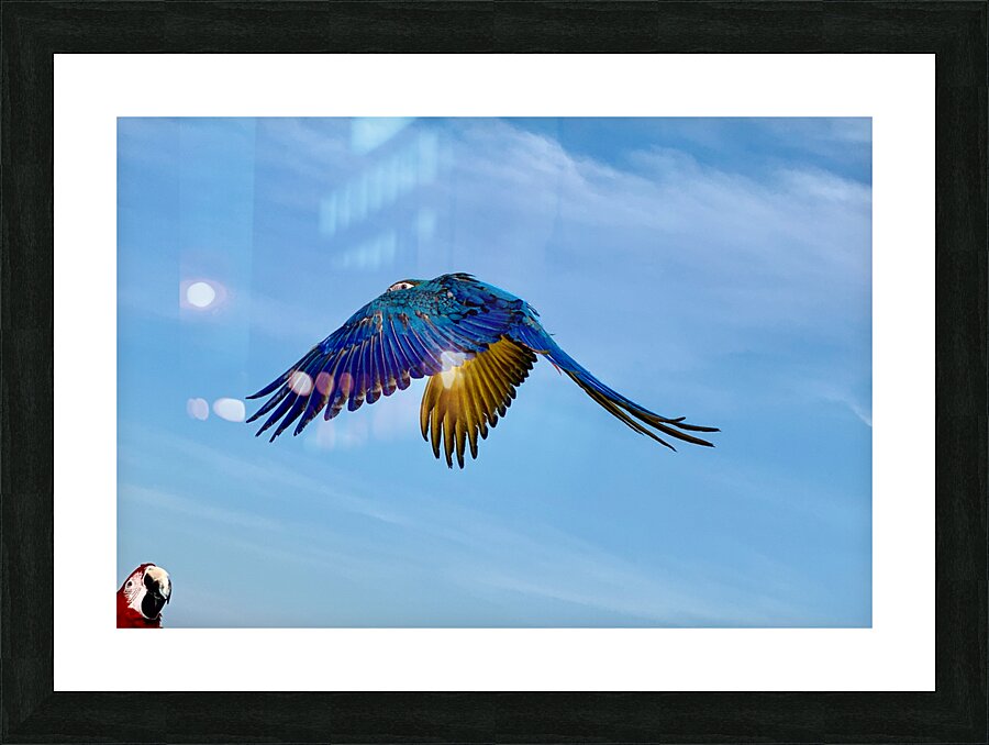 Macaws Picture Frame print