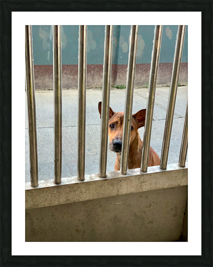 Sad Dog Behind Bars Picture Frame print