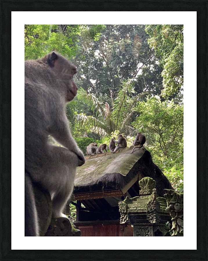Monkeys on the Roof Picture Frame print