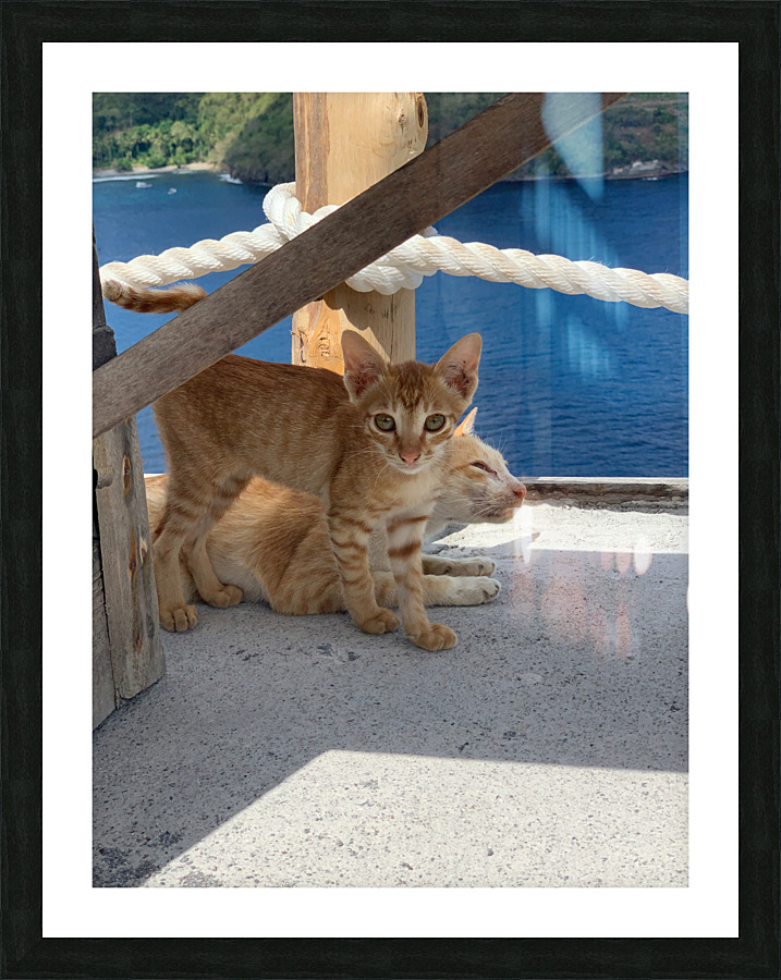 Kitties with a View Picture Frame print