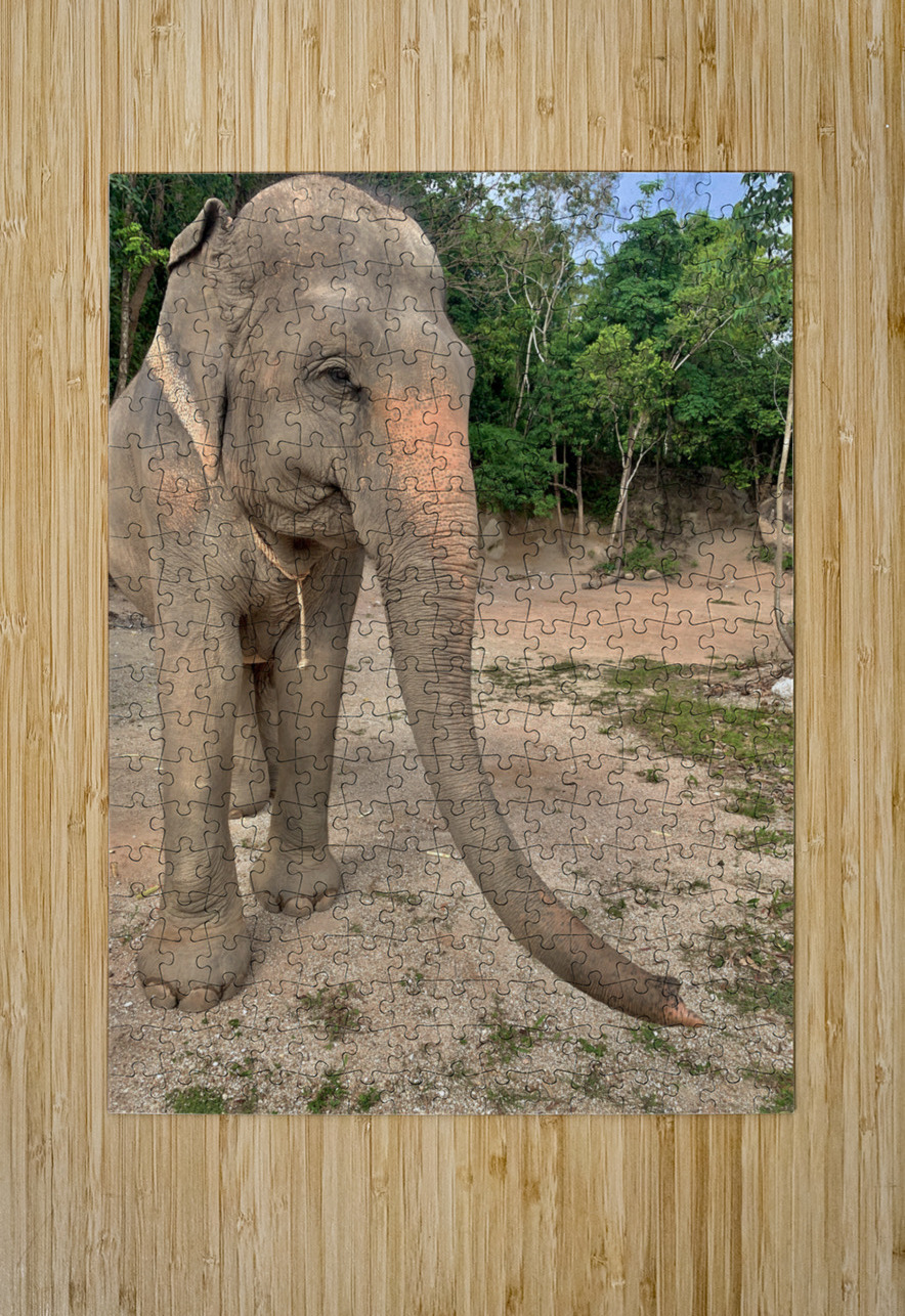 Elephant Trunk Sideways Jimmy Roy Photos Puzzle printing