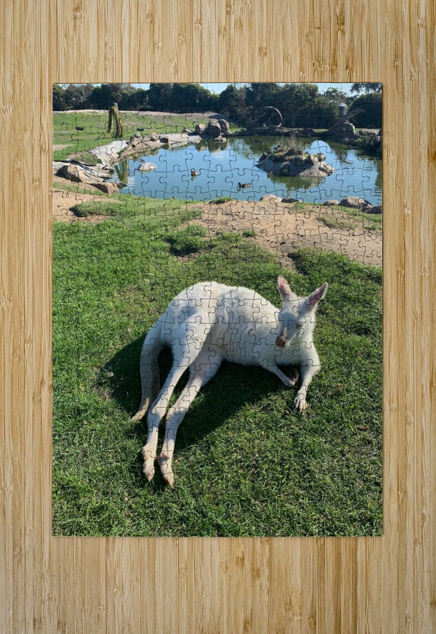 White Kangaroo Chilling Jimmy Roy Photos Puzzle printing