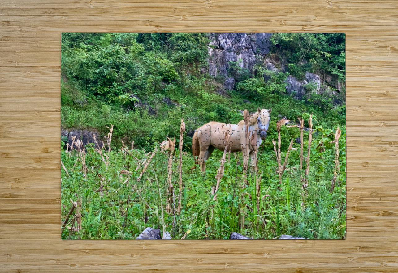 Wild Horse in the Field Jimmy Roy Photos Puzzle printing