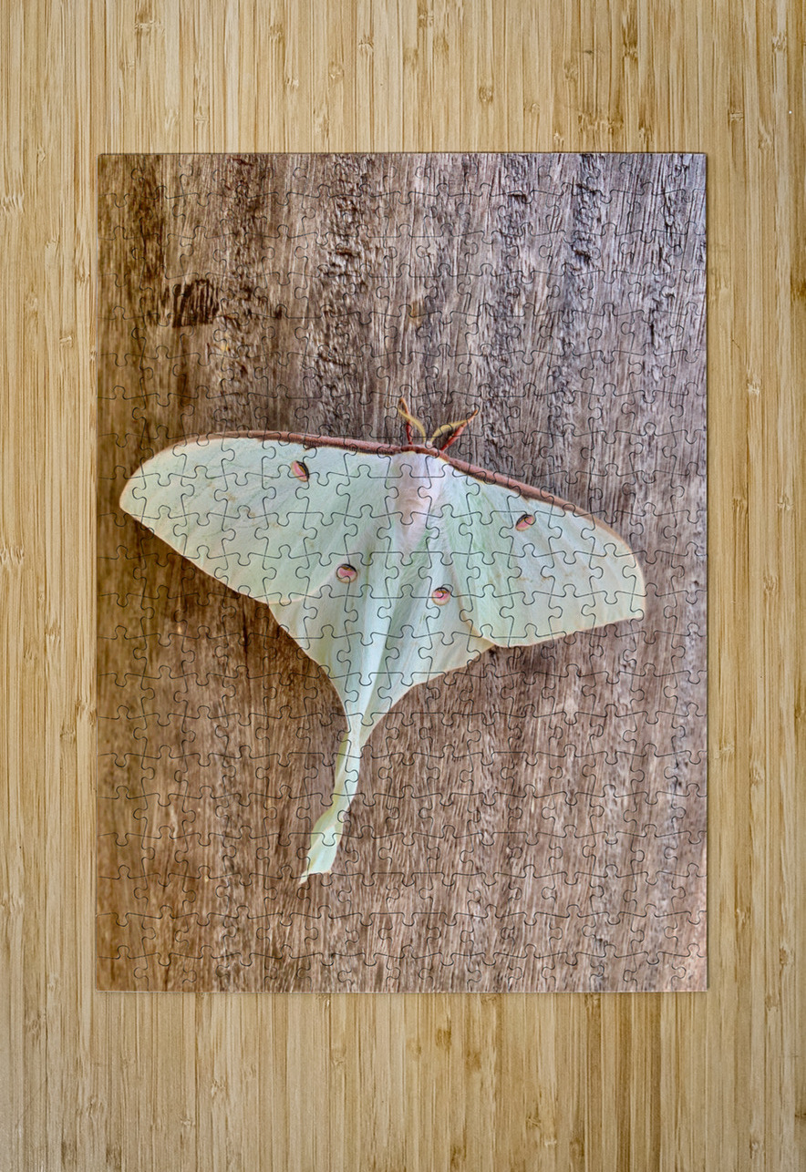 White Butterfly Jimmy Roy Photos Puzzle printing