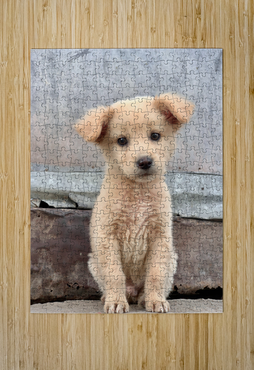 Cutest Puppy Ever Posing Jimmy Roy Photos Puzzle printing
