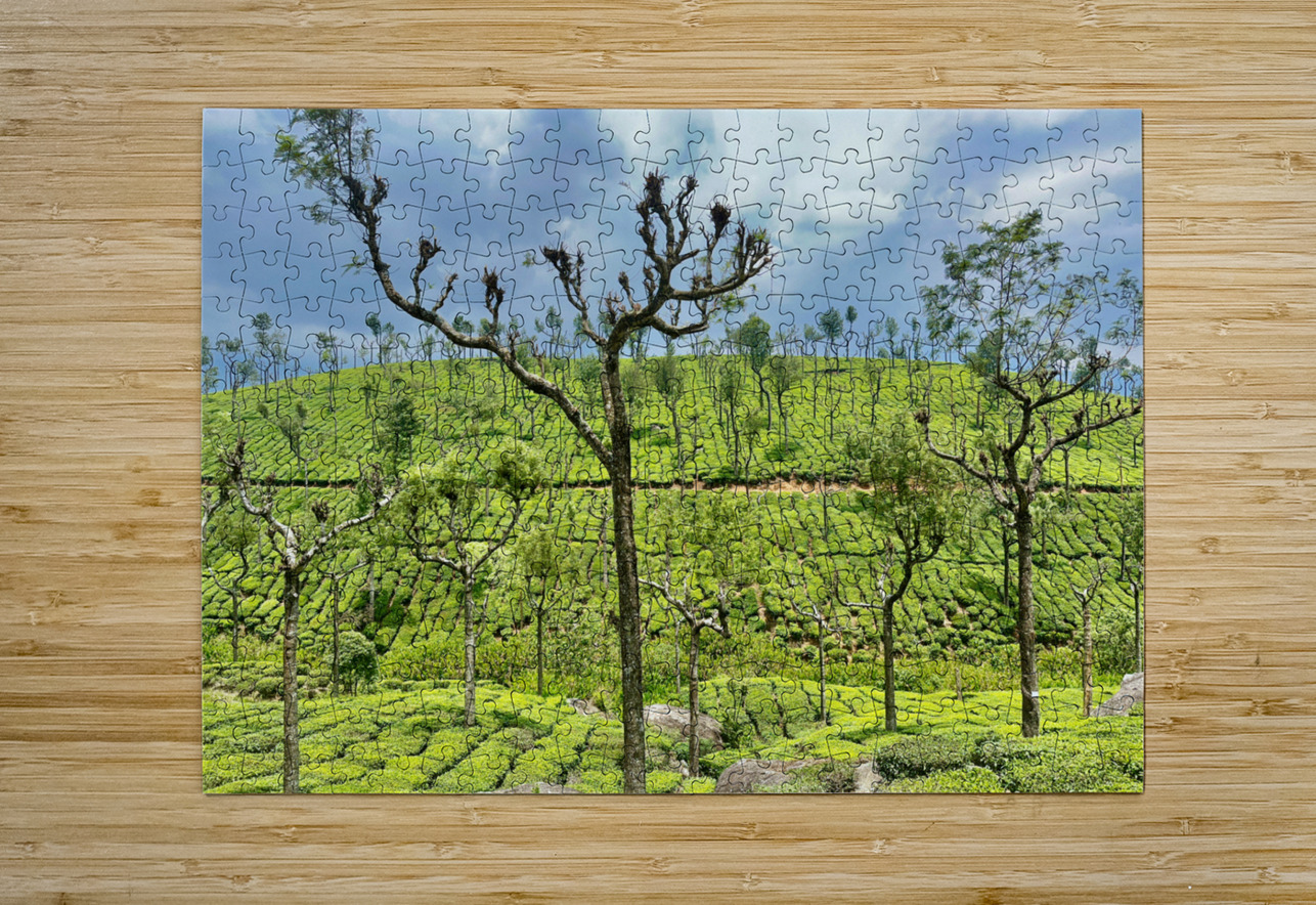 Trees in the Tea Plantations Jimmy Roy Photos Puzzle printing