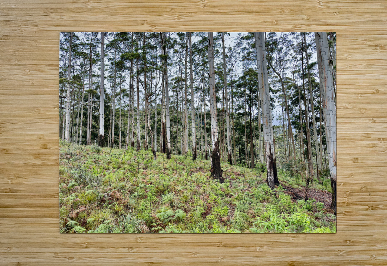 White Trees Jimmy Roy Photos Puzzle printing