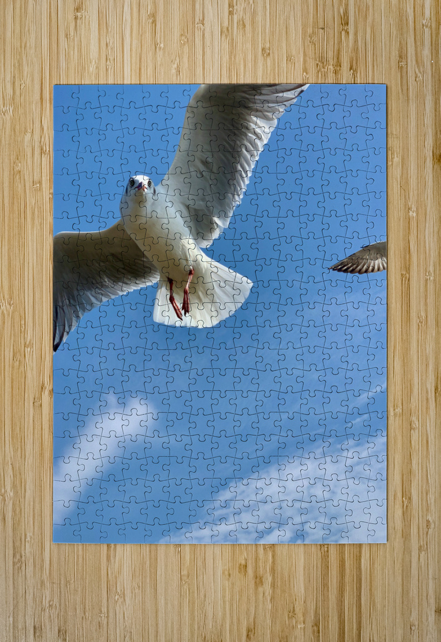Seagull Look Jimmy Roy Photos Puzzle printing