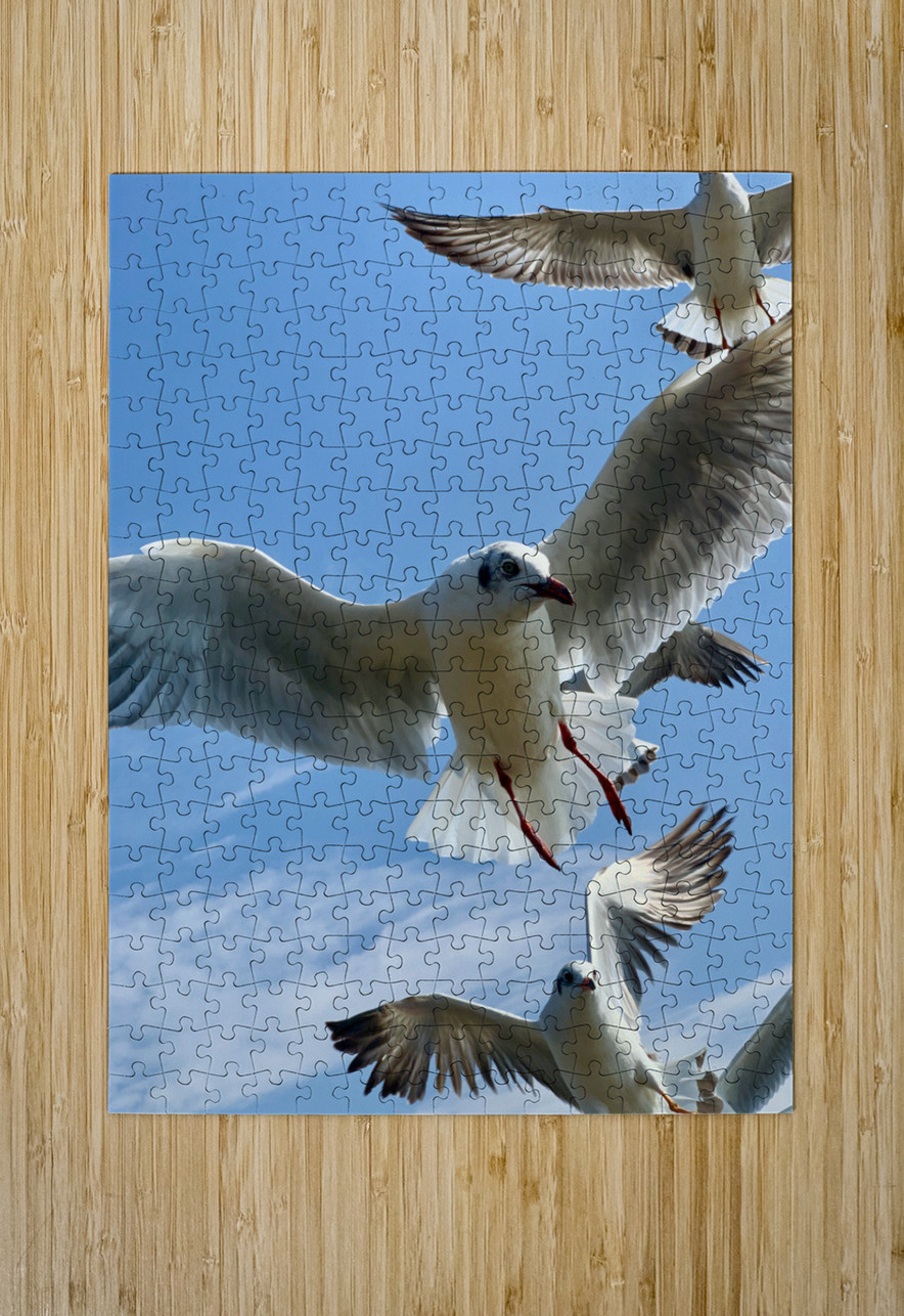 Seagull Look 2 Jimmy Roy Photos Puzzle printing