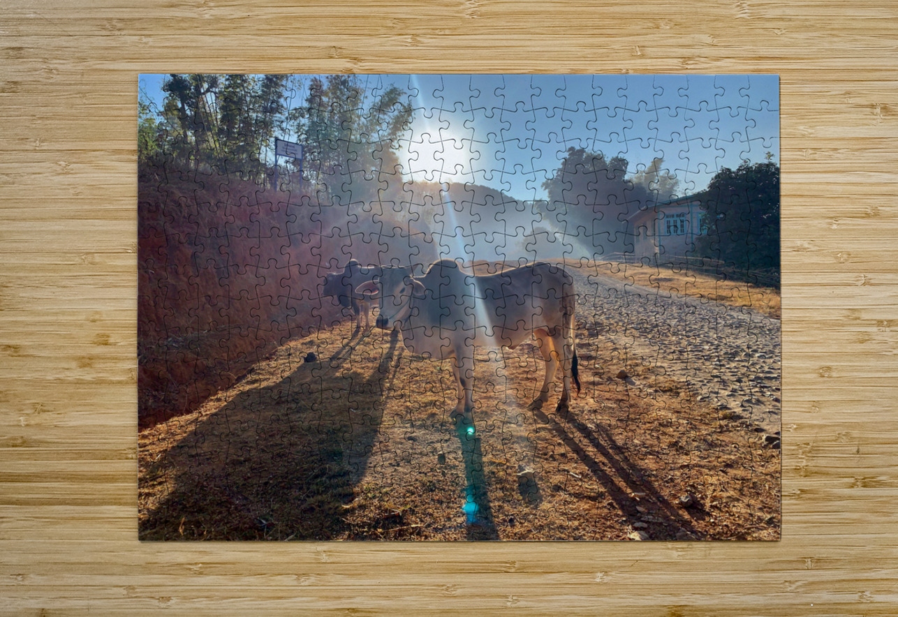 Cows in the Sun Jimmy Roy Photos Puzzle printing