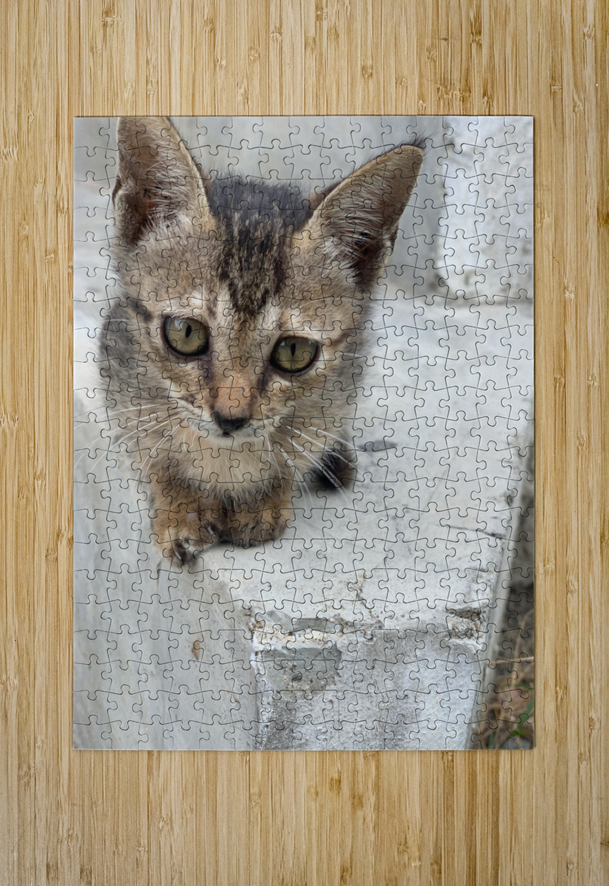 Cute Kitty 3 Jimmy Roy Photos Puzzle printing
