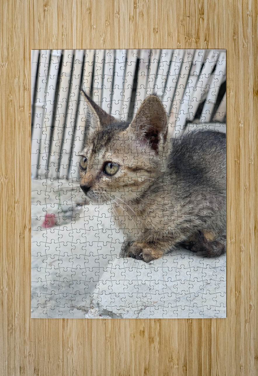 Cute Kitty Jimmy Roy Photos Puzzle printing
