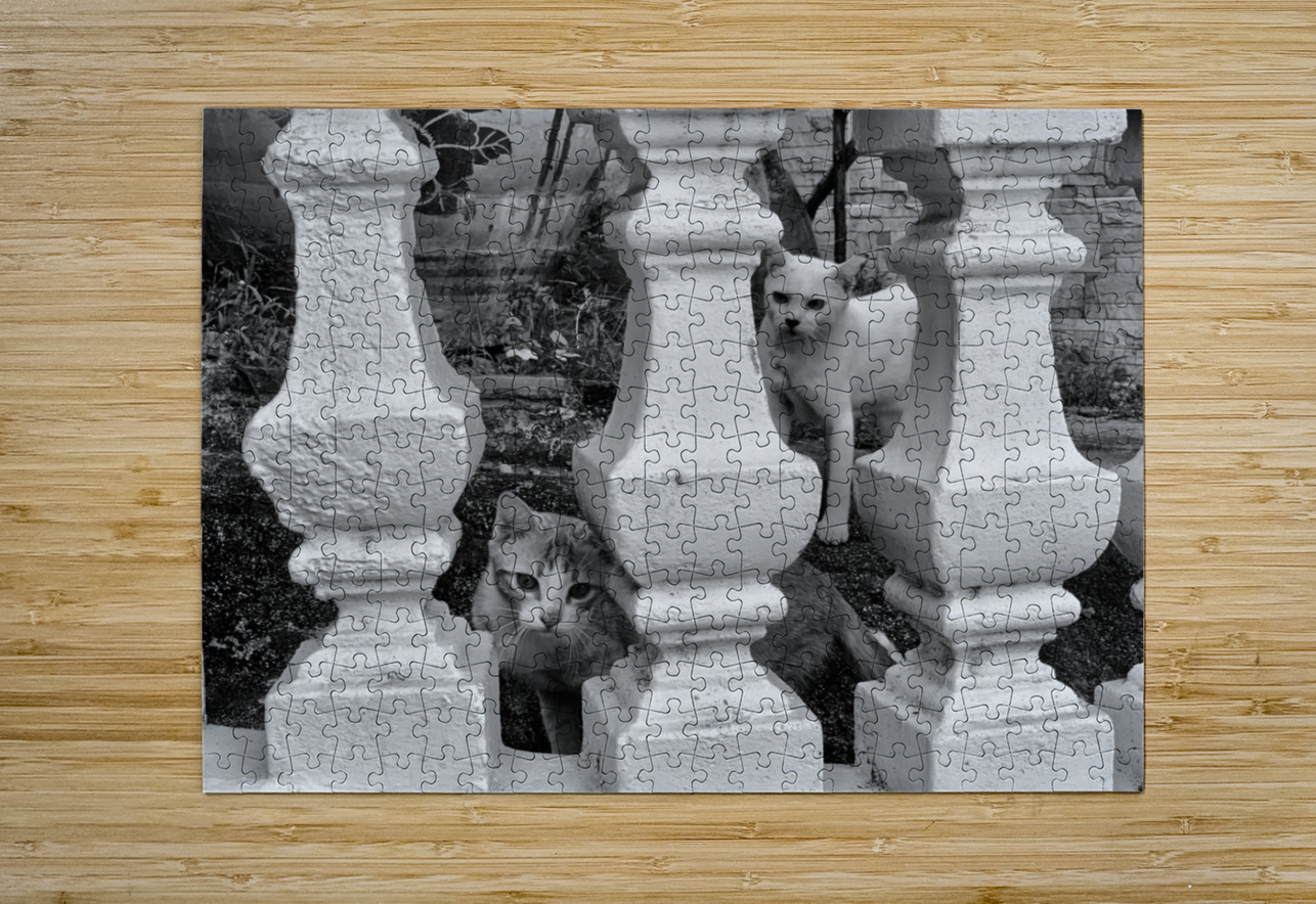 BW Cats Peaking Through Jimmy Roy Photos Puzzle printing