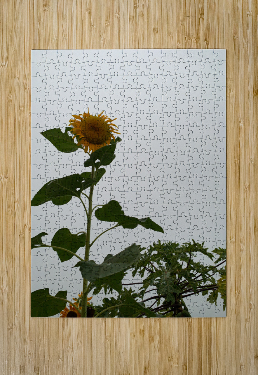Mysterious Sunflower Jimmy Roy Photos Puzzle printing