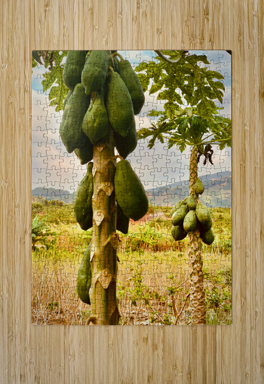 Papaya Trees Jimmy Roy Photos Puzzle printing