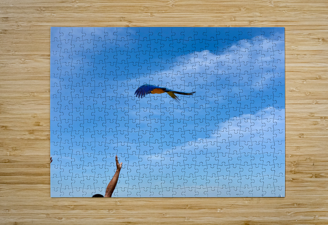 Macaws with Hands Jimmy Roy Photos Puzzle printing