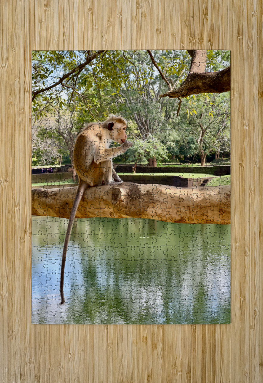 Monkey on a Branch Jimmy Roy Photos Puzzle printing