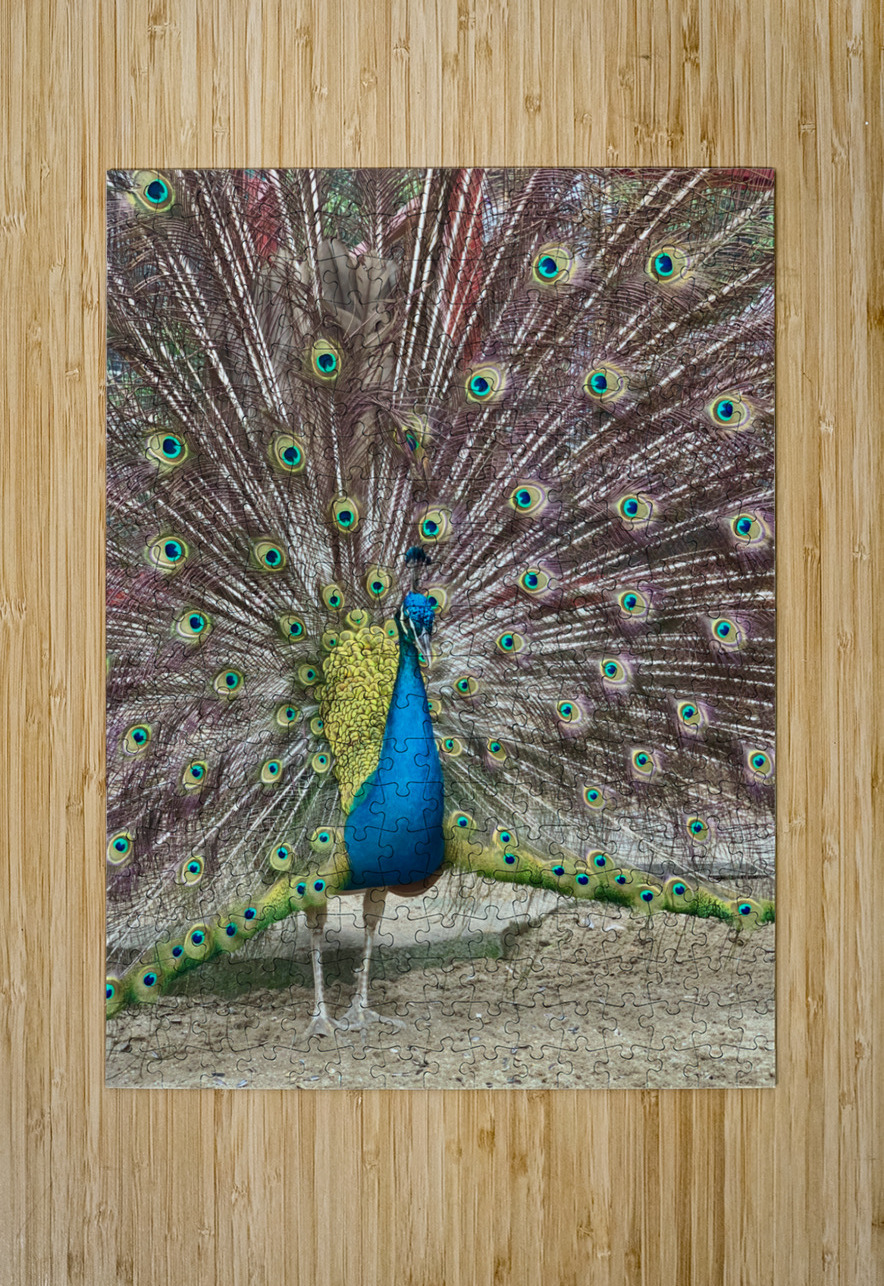 The Peacock Jimmy Roy Photos Puzzle printing