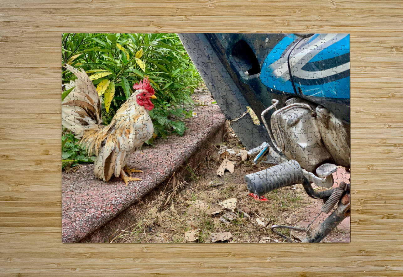 Rooster Bike Jimmy Roy Photos Puzzle printing