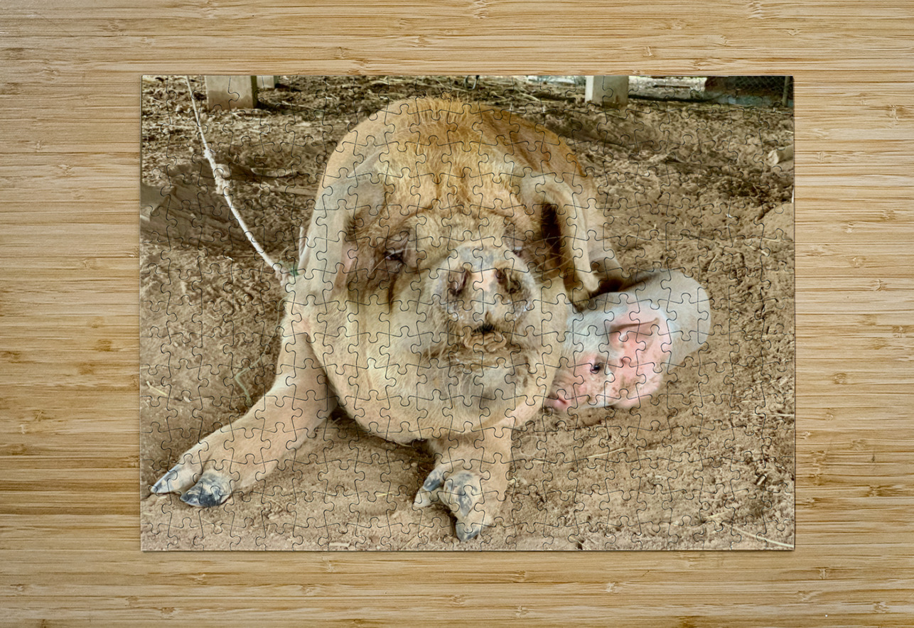 Hello Piggy Jimmy Roy Photos Puzzle printing