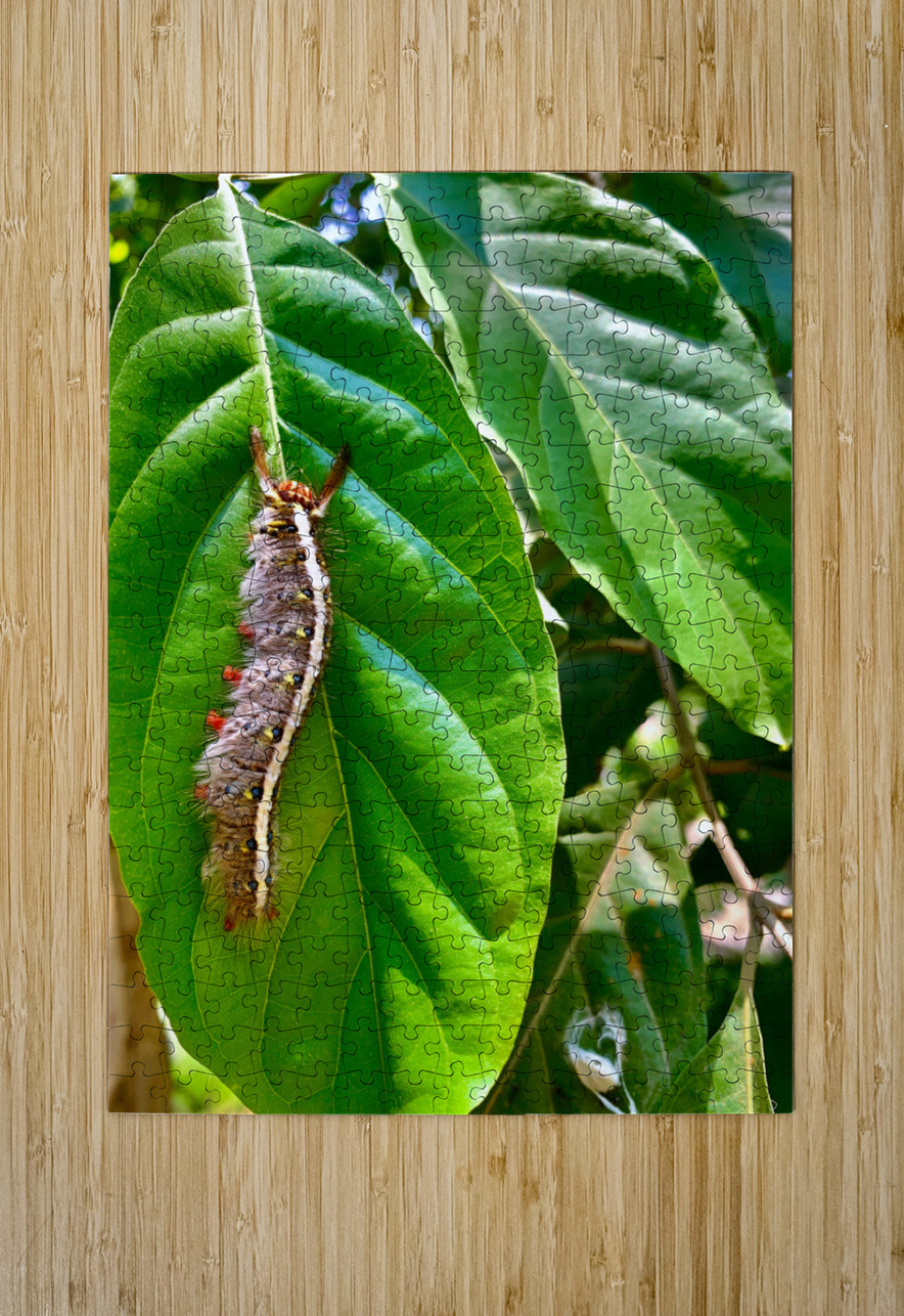 Caterpillar on a Leaf Jimmy Roy Photos Puzzle printing