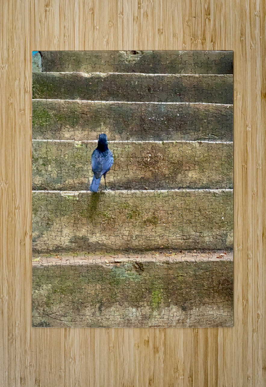 Bird Climbing the Stairs Jimmy Roy Photos Puzzle printing