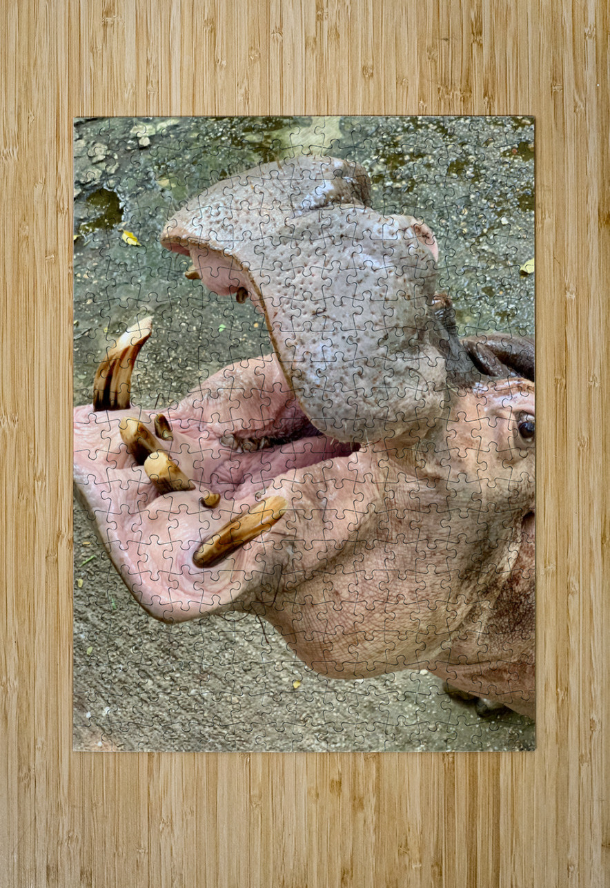 Hippos Teeth Jimmy Roy Photos Puzzle printing