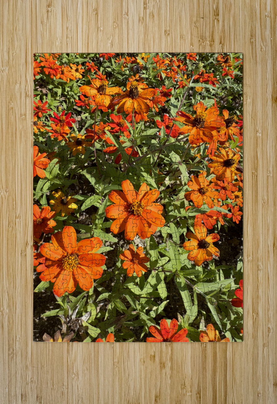 Orange Flowers Seoul South Korea Jimmy Roy Photos Puzzle printing